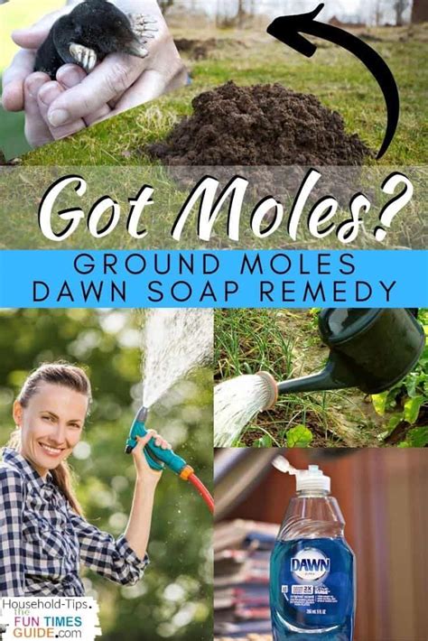 How To Kill and Get Rid of Moles and Gophes