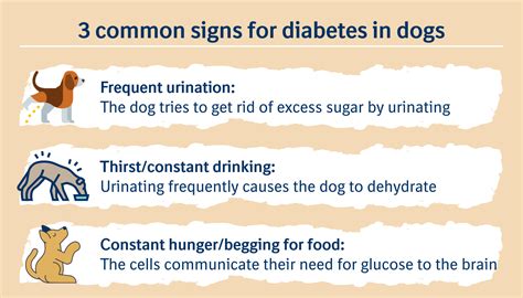 How To Know If A Dog Has Diabetes