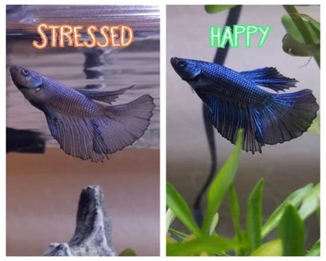 How To Know If Your Betta Fish Is Stressed?