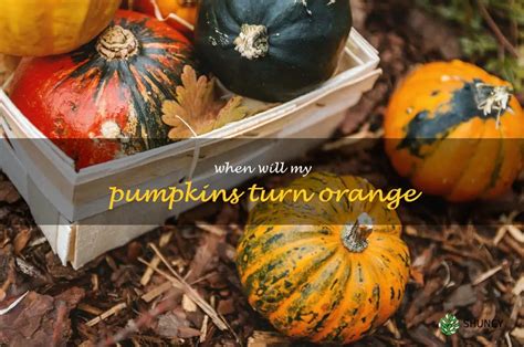 How To Know When It’S Time For Your Pumpkins To Turn Orange