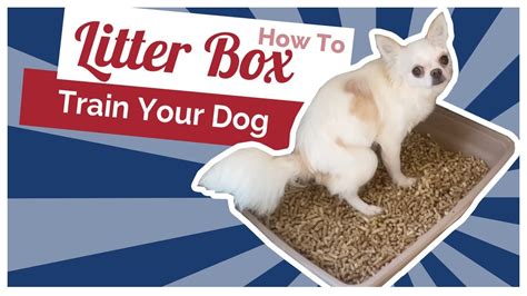 How To Litter Box Train A Puppy