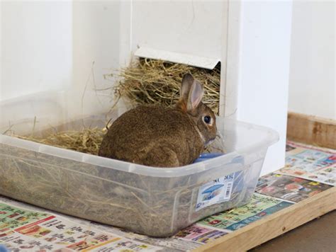 How To Litter Train Your Bunny