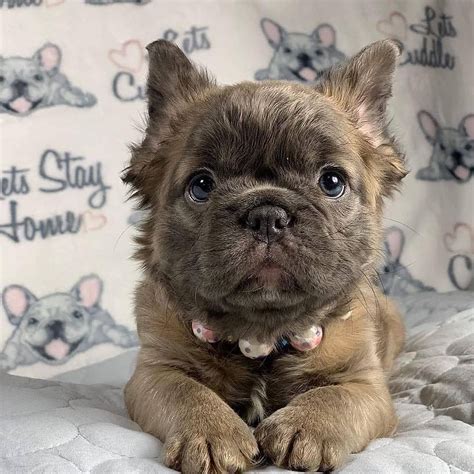 How To Look After A French Bulldog Puppy