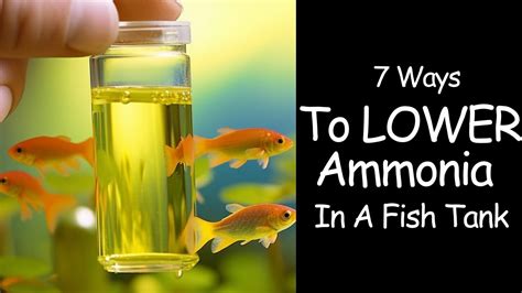 How To Lower Ammonia Levels In Fish Tank Naturally Hepper