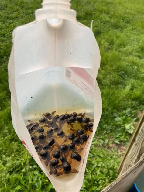 How To Make A Carpenter Bee Trap Using An Old Milk Jug in 2024