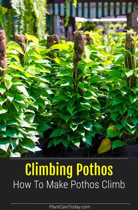 How To Make A Pothos Climb? - SmileySprouts