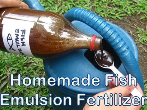 How To Make Homemade Fish Emulsion / Fish Fertilizer …