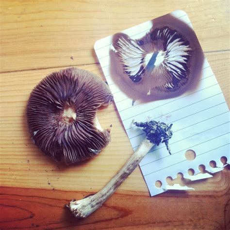 How To Make a Mushroom Spore Print for Identification