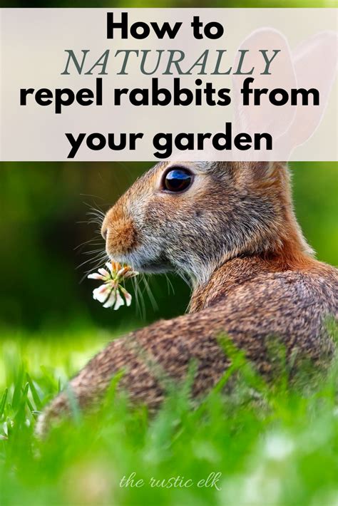 How To Naturally Repel Rabbits From Your Garden