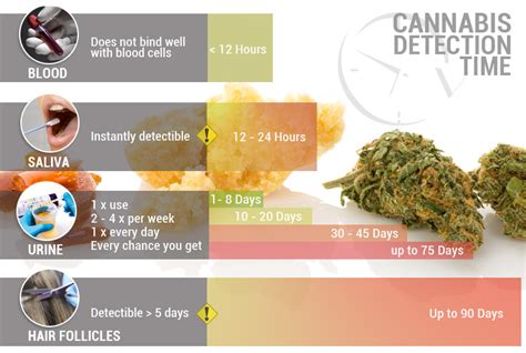 How To Pass a Marijuana Drug Test - CannaConnection