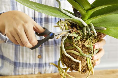 How To Plant Orchids: Here’s What You Need To Know