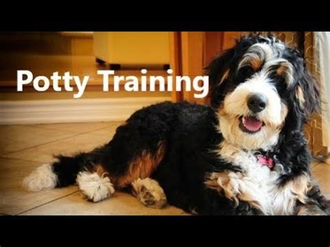 How To Potty Train A Bernedoodle Puppy
