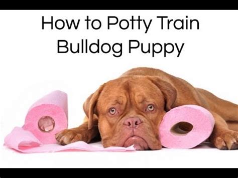 How To Potty Train A Bulldog Puppy