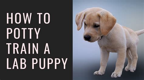 How To Potty Train A Labrador Retriever Puppy