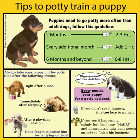 How To Potty Train A Male Golden Retriever Puppy