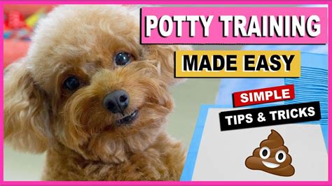 How To Potty Train Toy Poodle Puppy