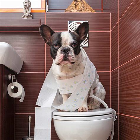 How To Potty Train Your French Bulldog Puppy