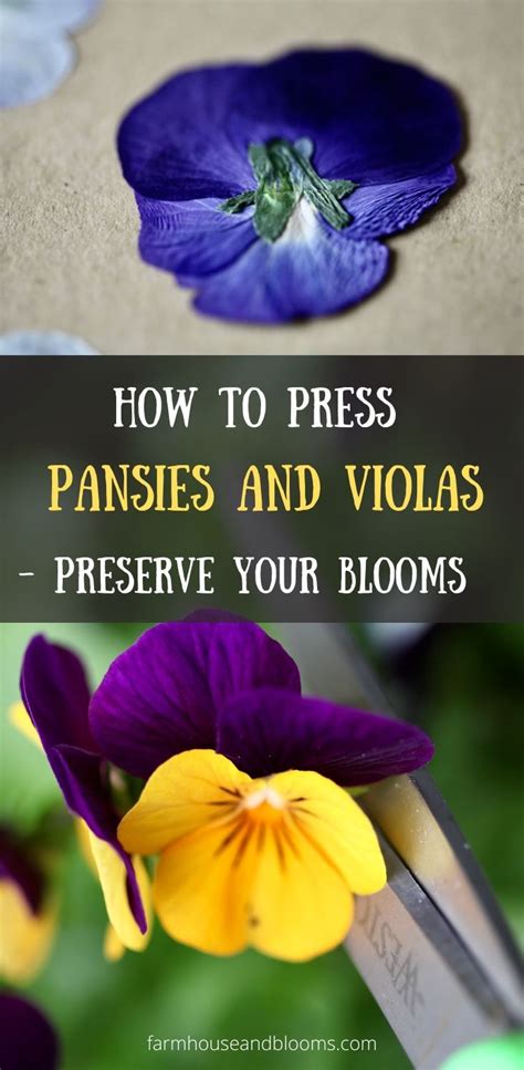 How To Press Pansies And Violas- Preserve Your Blooms