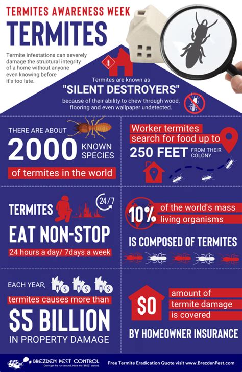 How To Prevent A Termite Infestation Brezden Pest Control