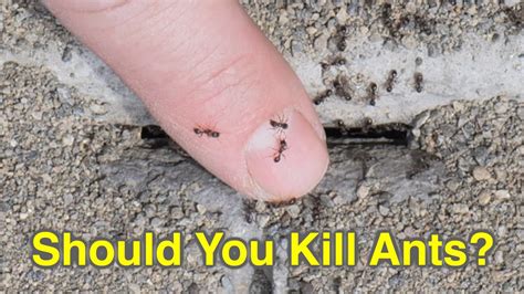 How To Prevent Ants- Solve Ant Problems - YouTube