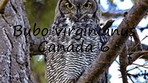 How To Pronounce Bubo virginianus: Bubo virginianus pronunciation