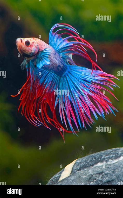 How To Pronounce Siamese Fighting Fish: Siamese Fighting Fish …