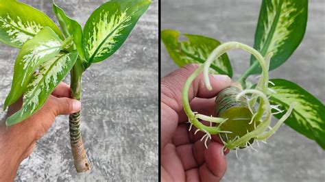 How To Propagate Dieffenbachia In Water? - SmileySprouts