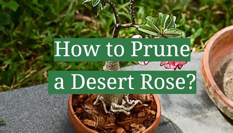 How To Prune A Desert Rose - Gardening Know How