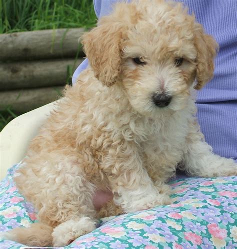How To Raise A Standard Poodle Puppy