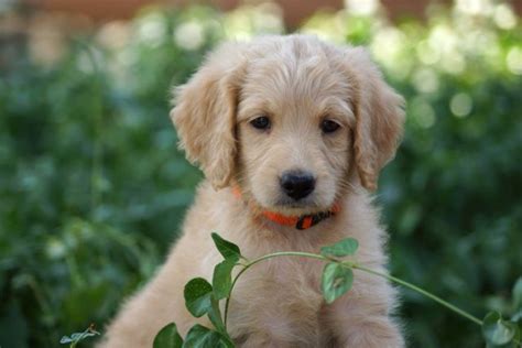 How To Raise Goldendoodle Puppies