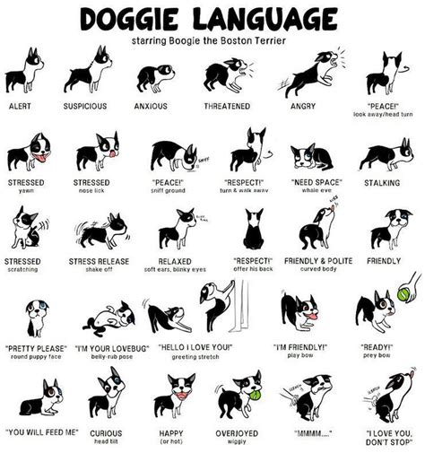 How To Read Dog Body Language
