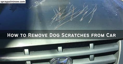 How To Remove Dog Scratches From Car - It