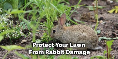 How To Repair Rabbit Damage To Grass