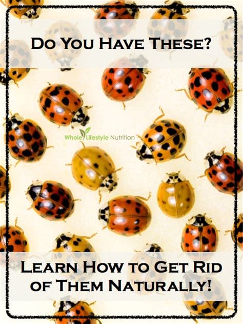 How To Repel Lady Beetles And Keep Them Away From Your Home