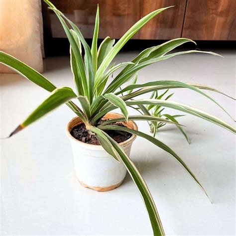 How To Revive Spider Plant That Gets Too Big - Indoor Mint