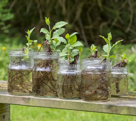 How To Root Apple Tree Cuttings In Water - Justagric