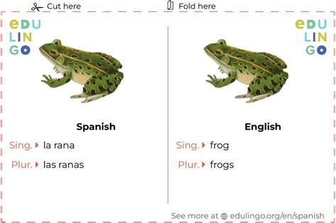 How To Say Frog In Spanish - YouTube