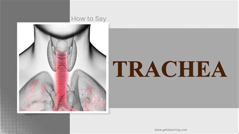 How To Say Tracheae - YouTube