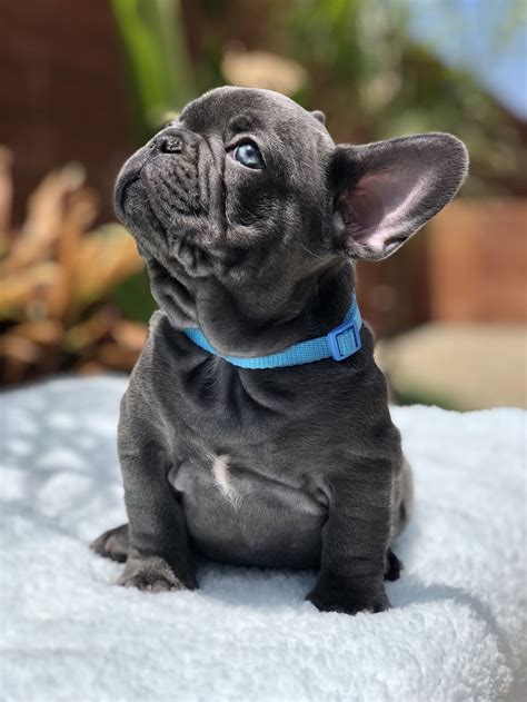 How To Sell French Bulldog Puppies