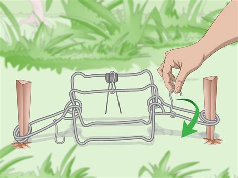 How To Set A Conibear Trap For Groundhog - BikeHike