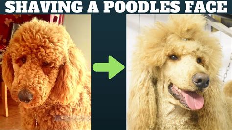 How To Shave A Poodle Puppy Face