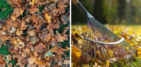 How To Shred Leaves Without A Shredder In 2024 - A ... - A Nest Wi…