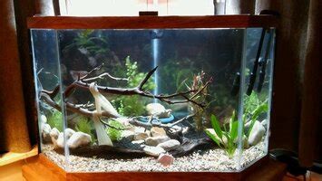 How To Sink Driftwood? Driftwood Forum - FishLore Aquarium Fish Forum