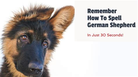 How To Spell German Shepherd And A Trick To Remember How!