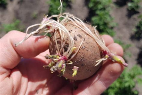 How To Sprout Potatoes Before Planting Them - Grower …