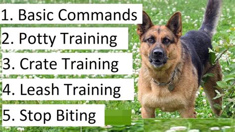 How To Start Training My German Shepherd Puppy