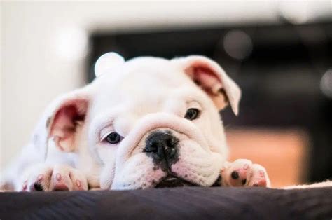 How To Stop A English Bulldog Puppy From Biting