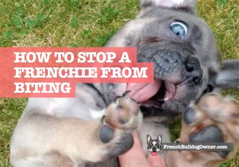How To Stop A French Bulldog Puppy From Biting