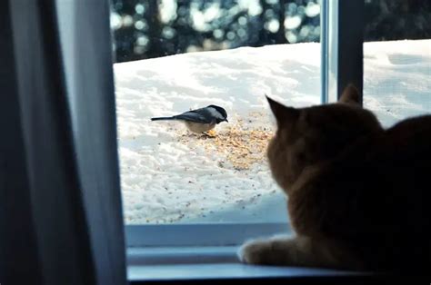 How To Stop Cats Catching Birds: 7 Methods - Tuxedo Cat