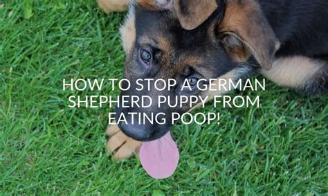How To Stop German Shepherd Puppy From Eating Poop